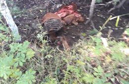 Забайкальские животноводы приманивают волков 