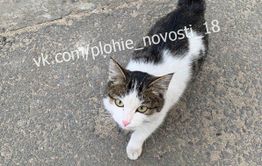 ​Пользователи интернета сняли живодерку в Карымской