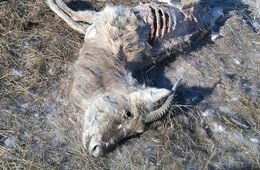 Вину в распространении ящура и уничтожение 224 КРС вменяют главному ветеринару Борзи