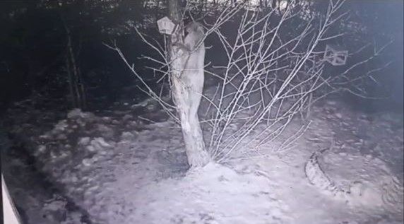 В Забайкалье лиса ворует сало у синиц