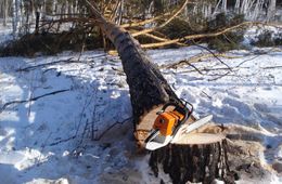 После увольнения лесника в селе Илим начали воровать лес