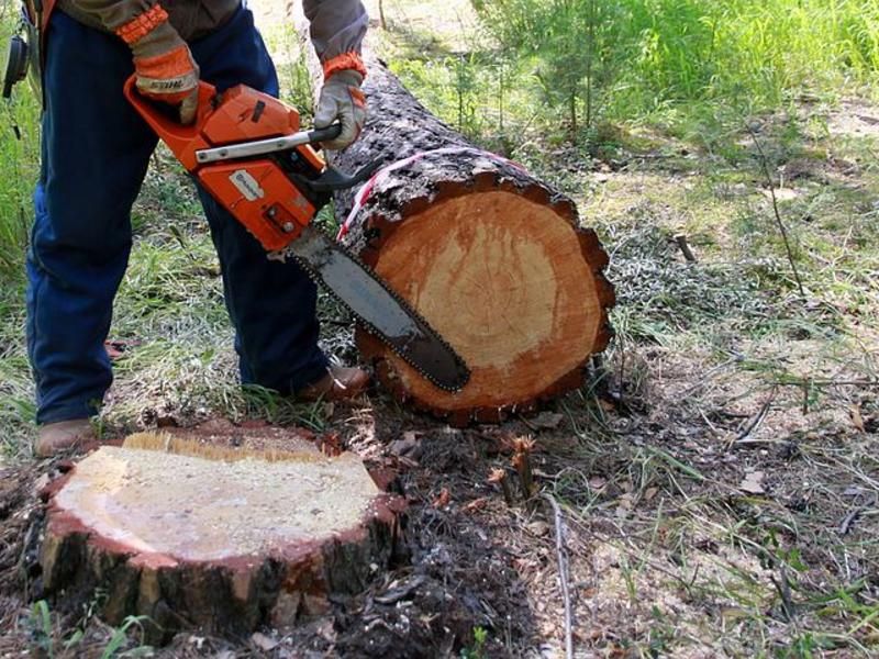 Двух жителей Хилокского района осудили за три сосны