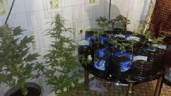 В Краснокаменске задержан мужчина, который выращивал в квартире коноплю 