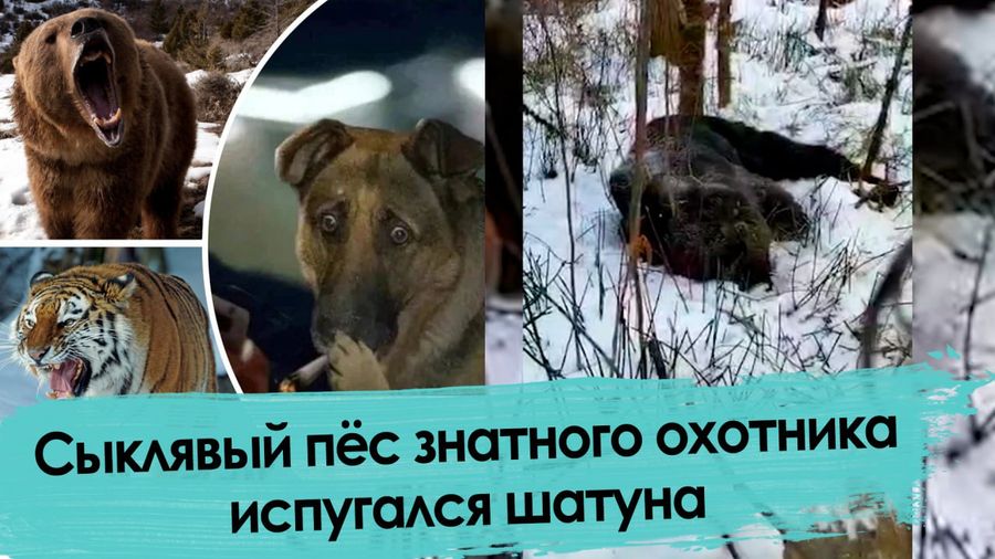 В поисках тигра – таежная история (видео)