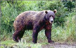 К дачному кооперативу под Читой вышел медведь