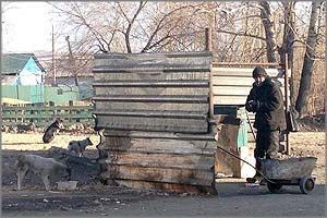 Шилка: собаки и бомжи ведут борьбу за пропитание