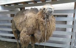 На задворках выставки овец: верблюд, ячиха и свирепый бык-калмык