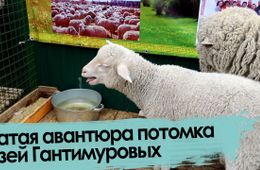 Рогатая авантюра потомка князей Гантимуровых