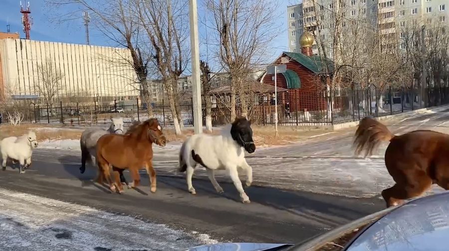 Шок: Бездомные лошади заполонили Читу (видео, 18+)