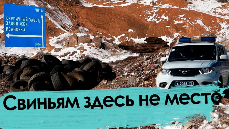 Скотомогильник чумных свиней: Как жители читинского поселка не дали властям себя отравить