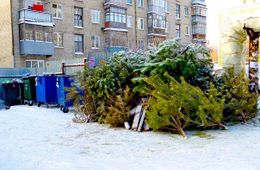 ​«Олерон +» в Чите вывез за выходные 46 машин с ёлками