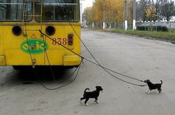 На час раньше: сегодня троллейбусы в Чите перестанут курсировать в 23:00