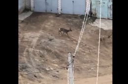 В Чите косуля бегала по двору жилого дома. Видео