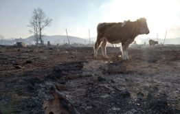 ​В погоревшее село Шара привезут сено для скота