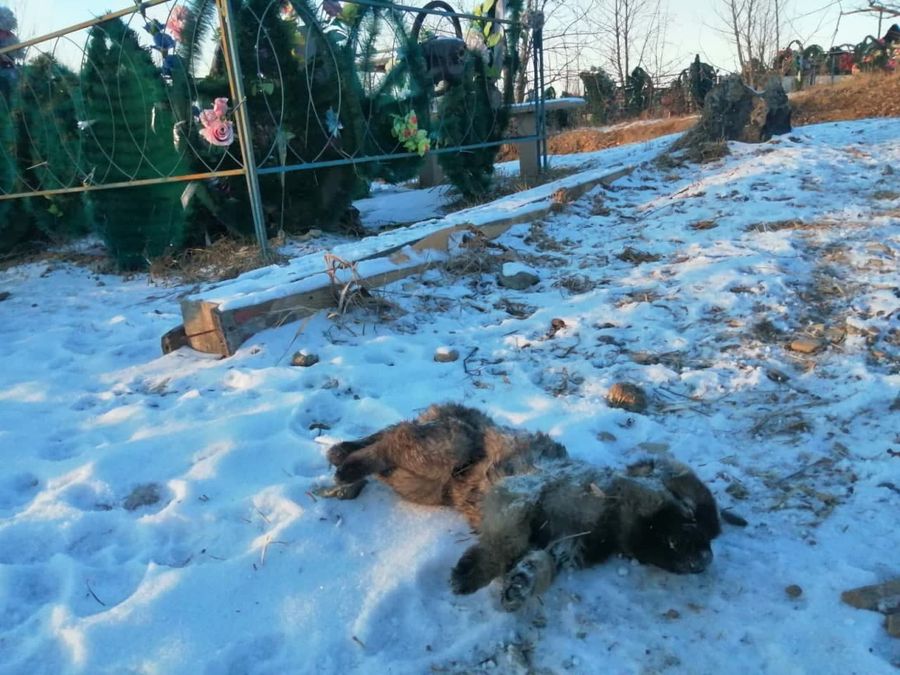 А пусть говорят: слёзы мамы замороженных заживо детишек оказались крокодильими