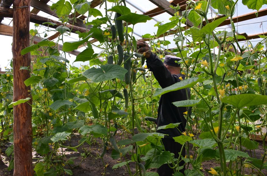 В одной из колоний Забайкалья продолжается сбор урожая