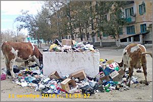 ООО «Багульник» в Ясной дерет с жителей в три шкуры за вывоз ТБО, но мусор не вывозит