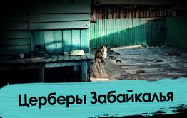 Псы вновь убили и поели человека в Забайкалье - ВечоркаТВ