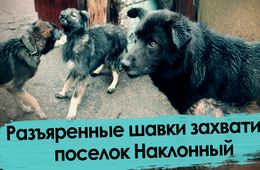 Собаки захватили поселок под Читой