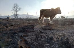 ​В погоревшее село Шара привезут сено для скота