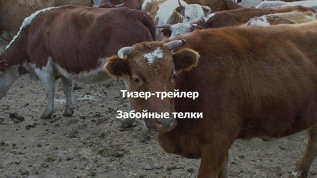 ​«Вечорка ТВ»: Забойные телки
