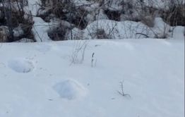 Следы медведя-шатуна нашли возле Новой Чары