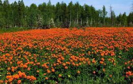 В Забайкалье по-прежнему жарко, местами грозы