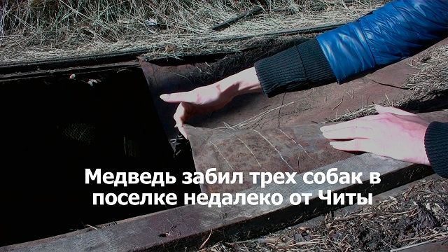 ​«ВечоркаТВ»: Медведь в Куке растерзал трех собак