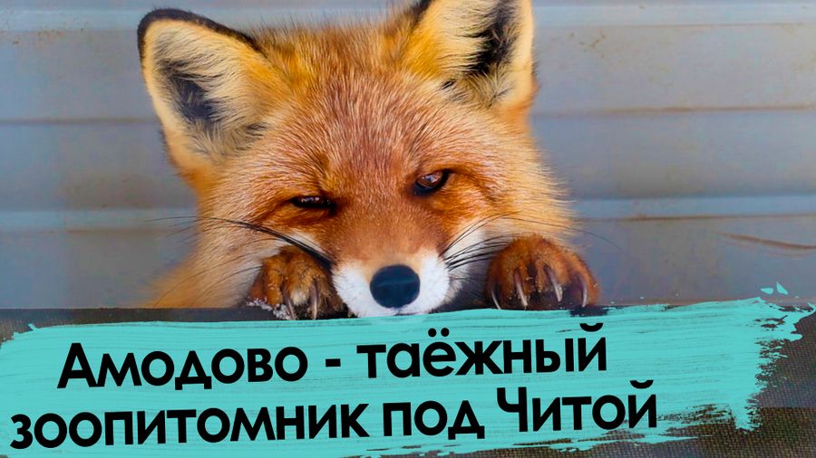 Осел, медведь и тигр гуляют под Читой