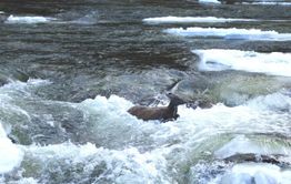 Побег кабарги от хищников по воде сняли на фото в Забайкалье