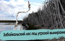Бакланы уничтожают Забайкалье 