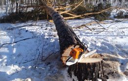 После увольнения лесника в селе Илим начали воровать лес