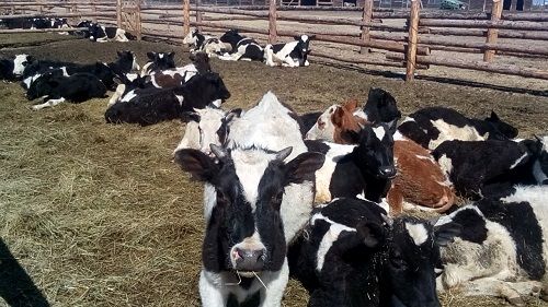 Минсельхоз ЗК: молоко из Забайкалья в Китай не попадет