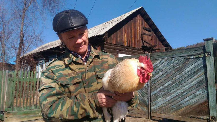 Ещё один петух от «Вечорки» нашел свою судьбу