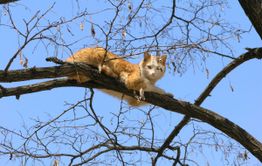 Кошку долго не могли спасти в Чите