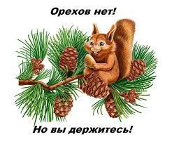 Забайкалец стал жертвой мошенника, решив купить кедровые орехи