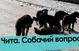 Путин поручил вести учет домашних животных