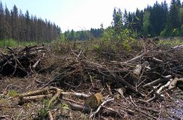 Все, что нужно знать о сборе валежника