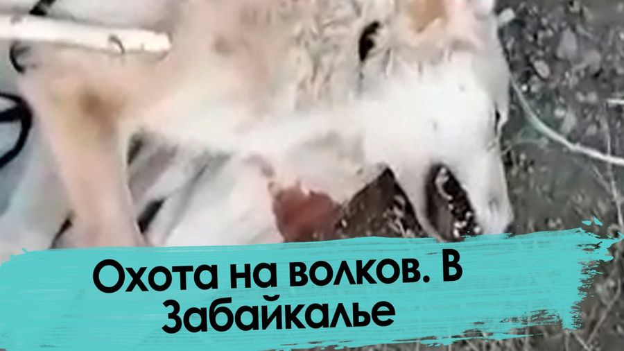 Охота на волков. В Забайкалье.
