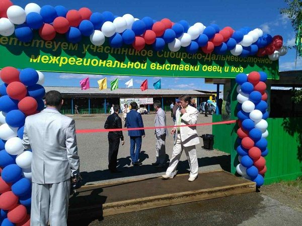  Бараны, овцы, козы и козлы застыли в ожидания приезда Меняйло